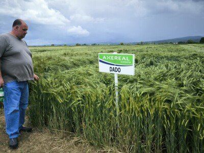 26. Dan polja pivarskog ječma tvrtke Axereal