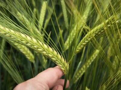 26. Dan polja pivarskog ječma tvrtke Axereal