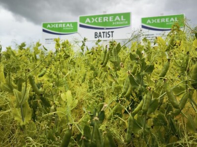 26. Dan polja pivarskog ječma tvrtke Axereal