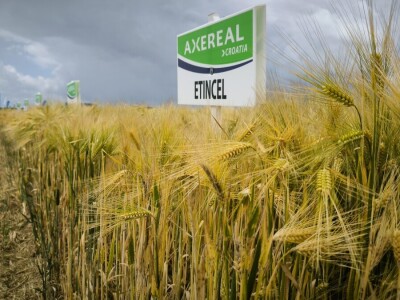 26. Dan polja pivarskog ječma tvrtke Axereal