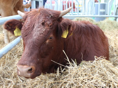 26. Jesenski međunarodni bjelovarski sajam