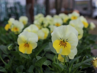 26. Osječki proljetni sajam i 20. Obrtnički sajam