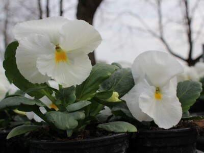 26. Osječki proljetni sajam i 20. Obrtnički sajam