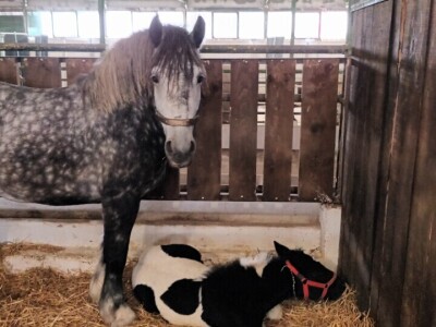 26. Proljetni međunarodni bjelovarski sajam