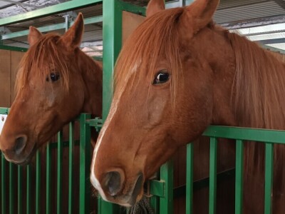 26. Proljetni međunarodni bjelovarski sajam