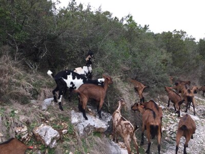 Dugi otok nikada nisu napustili, otvorili su siranu i stvorili uvjete da tamo ostanu i njihova djeca
