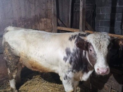 Hazim sa svojim blagom Hazim sa svojim blagom