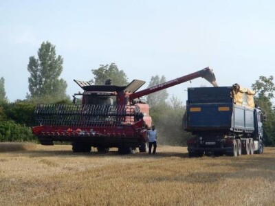 Žetva pšenice i uljane repice