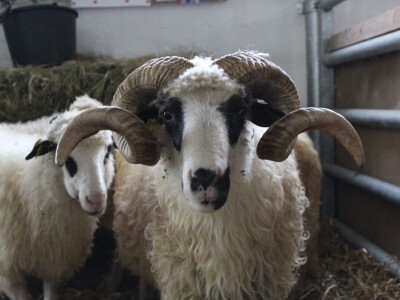 27. državna stočarska izložba