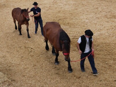 27. državna stočarska izložba