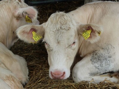 27. državna stočarska izložba