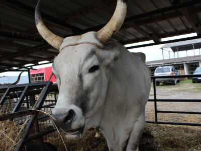 27. državna stočarska izložba