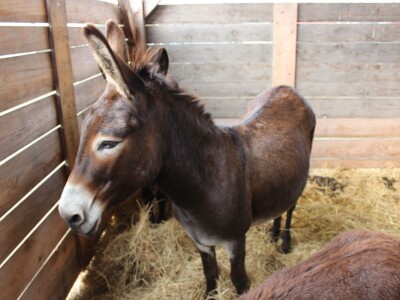 27. državna stočarska izložba