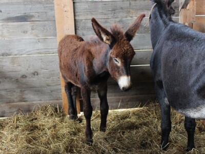 27. državna stočarska izložba