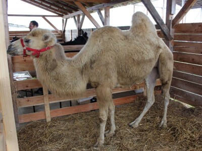 27. državna stočarska izložba