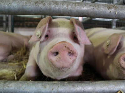 27. državna stočarska izložba