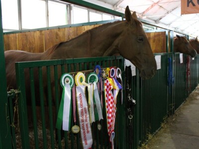 27. državna stočarska izložba