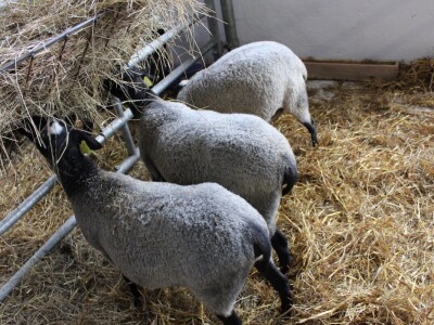 27. državna stočarska izložba