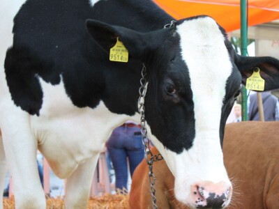 27. državna stočarska izložba