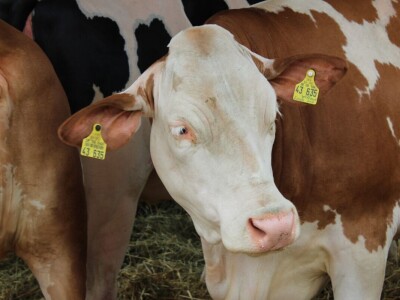 27. državna stočarska izložba