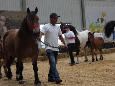 27. državna stočarska izložba