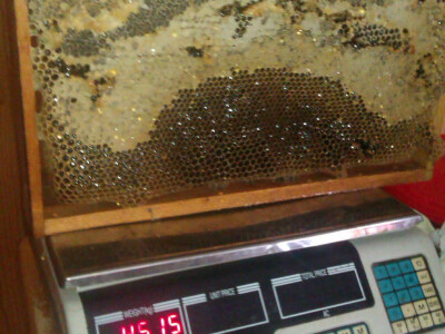 pcelarstvo-alagic-10