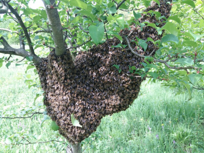 pcelarstvo-alagic-16