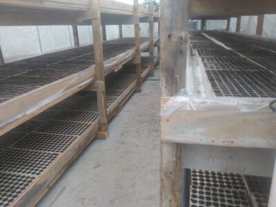 Ne, ja sam rekao da pčelarim od srednje škole. Nisam završio poljoprivrednu nego Gimnaziju. Najveći uticaj na mene i moj najveći mentor bio mi je jadan daljnji kum iz mog sela, Milutin Šokčević, stari