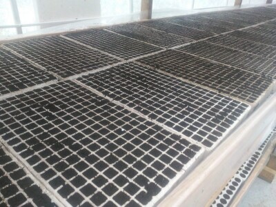 Ne, ja sam rekao da pčelarim od srednje škole. Nisam završio poljoprivrednu nego Gimnaziju. Najveći uticaj na mene i moj najveći mentor bio mi je jadan daljnji kum iz mog sela, Milutin Šokčević, stari