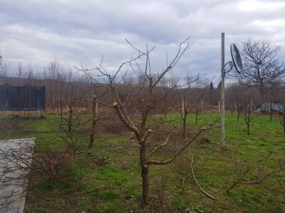 Zimska rezidba koštičavih voćaka