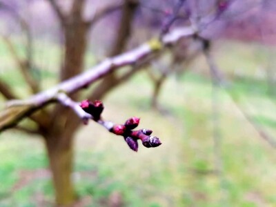 Zimska rezidba koštičavih voćaka