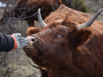 Ohran - Salers Ranch Gornji Vakuf