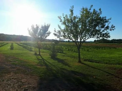 voćnjak