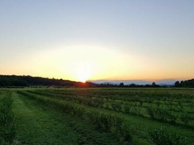 nasad aronije nasad aronije