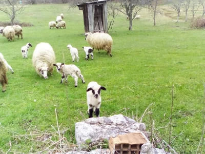Kako do farme - Eso počeo s kozom, Željko s teletom