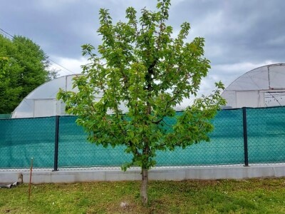 Zaštita voća od bolesti i štetočina