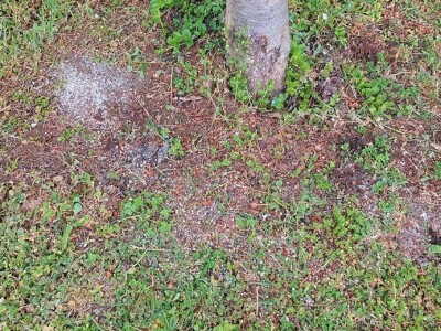 Zaštita voća od bolesti i štetočina