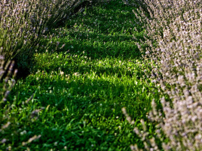 Osunčana lavanda - ljepota korz prirodu