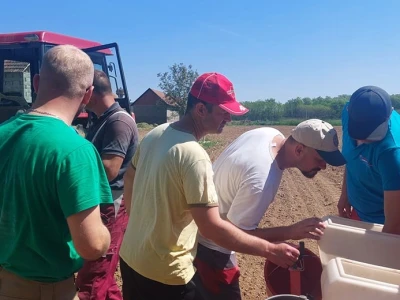 Sjetva kukuruza u Gornjoj Slatini