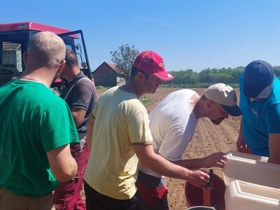 Sjetva kukuruza u Gornjoj Slatini