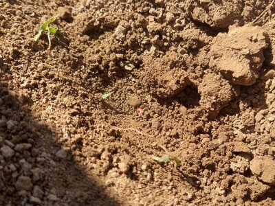 Sjetva kukuruza u Gornjoj Slatini