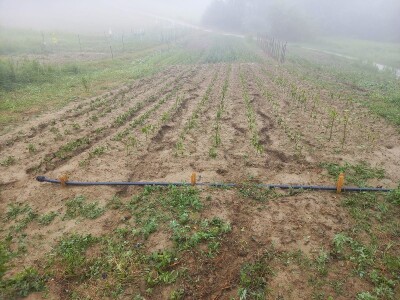 Tuča uništila povrća na OPG-u Duk