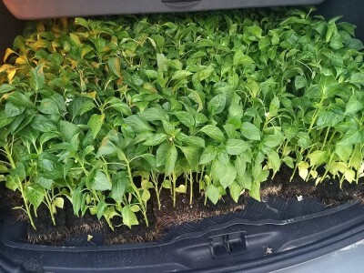 Tuča uništila povrća na OPG-u Duk