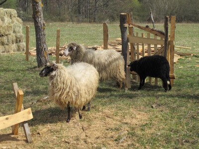 Nevenka Midžić - Plitvice