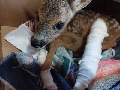 Prilikom košenja trave - kosilicom naletio na lane