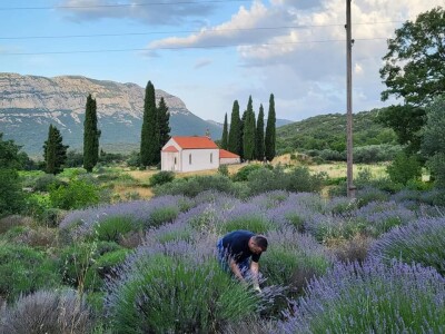 Lavanda pod stonskim zidinama