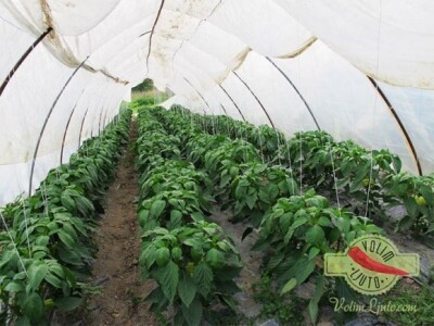 Poodrasle papričice