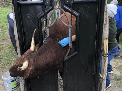 Ohran - Salers Ranch Gornji Vakuf