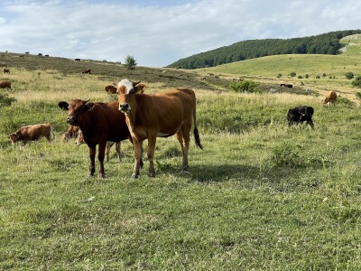 Tešija … ne objaviti još