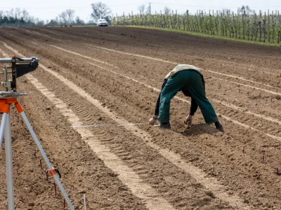 Strojna sadnja vinove loze
